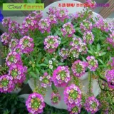 알리섬 혼합 30립