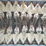 반건조 오징어 피데기 10미