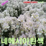 네메시아 화이트 씨앗 20립