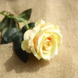 로즈가든 벨벳 장미 조화(옐로우)/꽃장식 소품