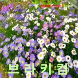 브라키컴 스완강데이지 혼합색 씨앗 25립