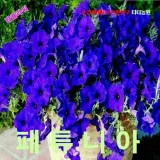 페튜니아 퀸토블루 씨앗 8립