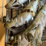 냉동 도루묵 1.5kg 알도루묵 알배기도루묵