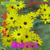 황금피라밋 좁은잎해바라기 씨앗 10립