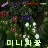 미니과꽃 혼합색 씨앗 10립
