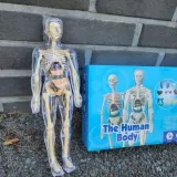 뼈대 인체모형교구 해부 몸 내부장기 28cm 투명 조립모형 인체모형 해골 인체조립 학습용 해부학 골격 장기