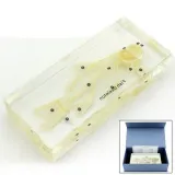 LF-1102 표본물고 바다생물표본 동물뼈 과학교구