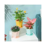 플라스틱 다육이화분