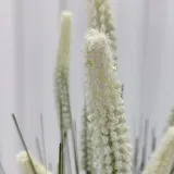 강아지풀 조화 (100cm)