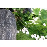 플랜테리어 리얼 인조 이끼 2P B-11(100cm*100cm)