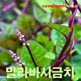 말라바시금치황궁채 씨앗 5립