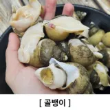 국산 골뱅이 생물 골뱅이 3kg 제철음식