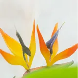 극락조 조화 (120cm)
