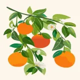 [하모니아트]DIY 유화그리기 그림그리기 세트 유화페인팅 40x50 오렌지 나무
