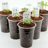 미니 식물 키우기 씨앗 새싹 재배 관찰 화분 키트