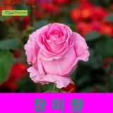 IF1 장미향 1kg
