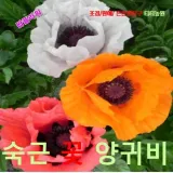 오리엔탈포피숙근꽃양귀비 혼합색 씨앗 25립