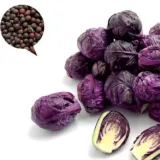 야채씨앗 자색 방울 양배추 씨앗 30알 purple-drop cabbage seed