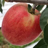홍로 사과 5kg 중대과