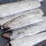 냉동 갈치 6미 갈치택배 국산갈치 토막갈치