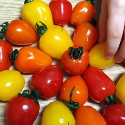 종자 레드 토마토 씨앗 방울 채소 야채 10알 Red apple tomato