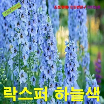 락스퍼 하늘색 씨앗 10립