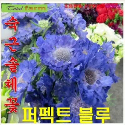 숙근솔체꽃 블루 5 립