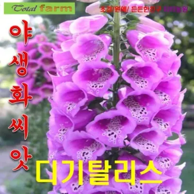디기탈리스 핑크 씨앗 25립