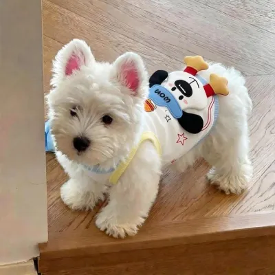 강아지 소형견 애완견 비숑 프리제용 얇고 예쁜 여름