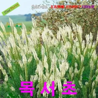 목서초미뉴넷 25립