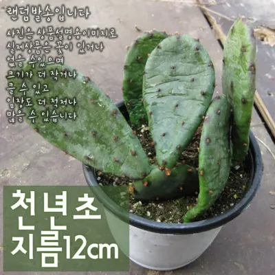 천년초 (노지월동 손바닥선인장) 지름 12cm 중품화분 (상토와 마사만 사용)