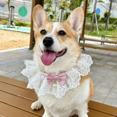 강아지 스카프 애견 케이프 패션 레이스 핑크M 강아지패션 강아지레이스 애완견액세서리