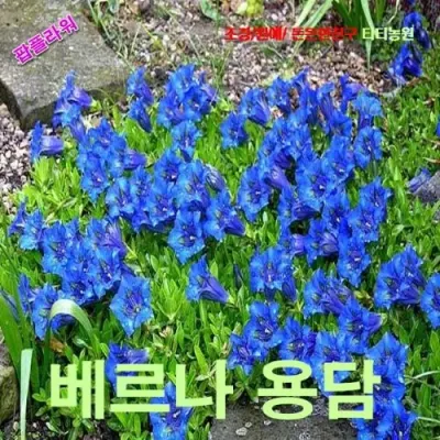 베르나용담 씨앗 15립
