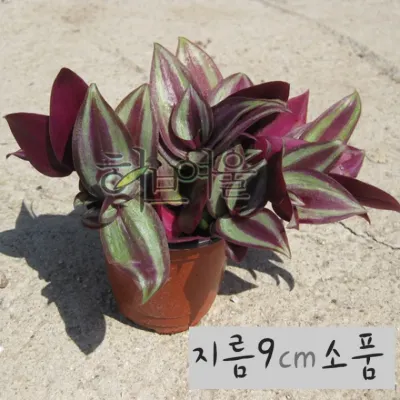 제브리나 (자주달개비모종) 지름 9cm 소품 공기정화화분 (좋은흙만사용 건강한식물)