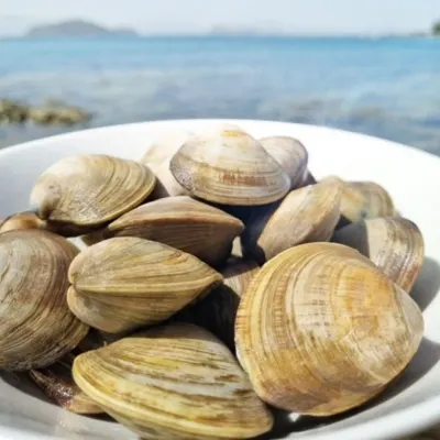 VDG 수입산 백상합 대 1KG