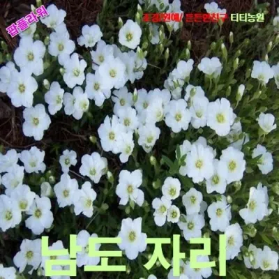꽃잔디대체 남도자리 ) 씨앗 10립