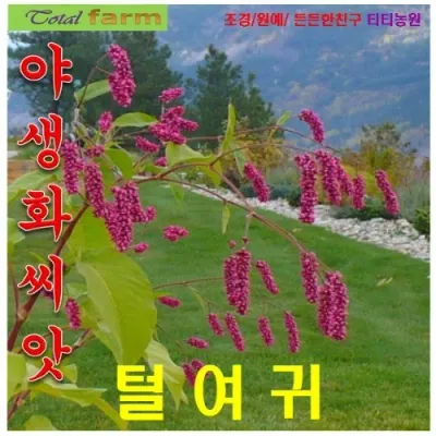 털여뀌 노인장대 씨앗 5립