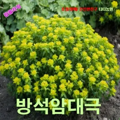 방석암대극 씨앗 5립
