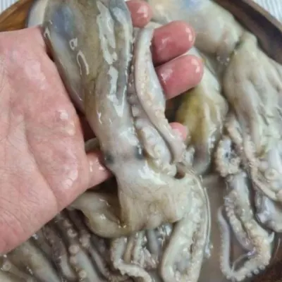냉동 낙지 12미 낚지 업소용낙지