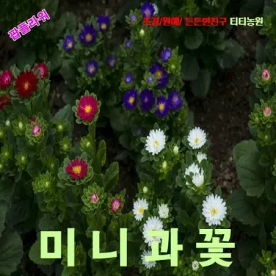 미니과꽃 혼합색 씨앗 10립