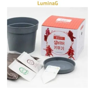 맨드라미 씨앗화분 키우기 키트 꽃씨앗 식물재배세트 생활용품