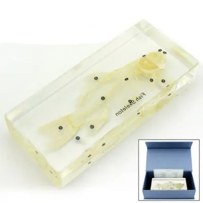 LF-1102 표본물고 바다생물표본 동물뼈 과학교구