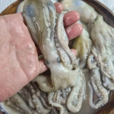 냉동 낙지 6미