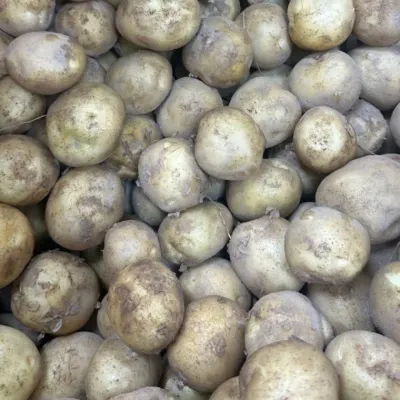 국내산 감자 5kg 특