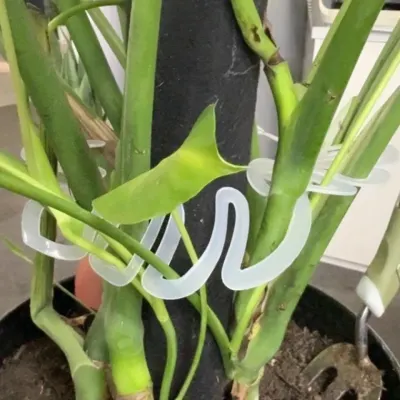 간편한 설치 몬스테라 줄기 식물지지대 식물 성장