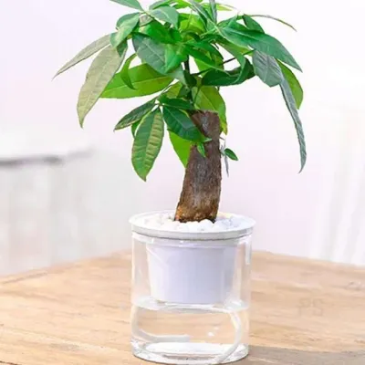 자동급수 화분 인쇄 화이트 작은화분 미니화분