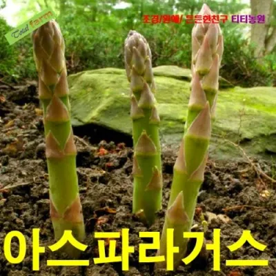 아스파라거스 씨앗 10립