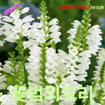 꽃범의꼬리 혼합 씨앗 10립
