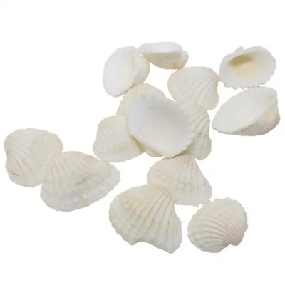 뚝딱 소라류 조개껍질 500g 약200개 만들기 교구 재료