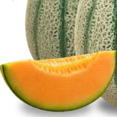 씨앗 칸탈로프 메론 종자 과일 참외 씨 10알 cantaloupe melon seeds